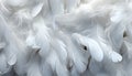 White feathers texture background detailed digital art with beautifully detailed large bird feathers