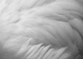White feathers texture background