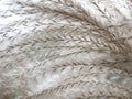 White feathery plumes of pampas grass