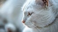 White cat lying ground Royalty Free Stock Photo