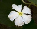 White Female Bottle Gourd Flower Closeup