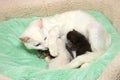 White female cat with newborn kittens four days old nursing Royalty Free Stock Photo