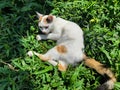 A beautiful white female calico cat is sitting on the ground