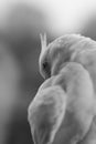 Female albino cockatiel isolated against black Royalty Free Stock Photo