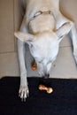 A white female dog is having her snack time in modern house with joy. Royalty Free Stock Photo