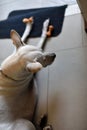 A white female dog is having her training lesson, how to wait for her meal, in a modern house with joy. Royalty Free Stock Photo