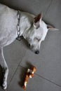 A white female dog is naping before her lunch time. Royalty Free Stock Photo