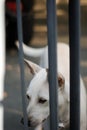 A white female dog waiting for her owner. Royalty Free Stock Photo