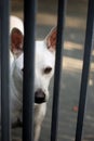 A white female dog waiting for her owner. Royalty Free Stock Photo