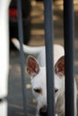 A white female dog waiting for her owner. Royalty Free Stock Photo