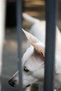 A white female dog waiting for her owner. Royalty Free Stock Photo