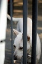 A white female dog waiting for her owner. Royalty Free Stock Photo