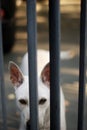 A white female dog waiting for her owner. Royalty Free Stock Photo