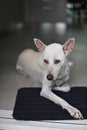 A white female dog is waiting for her snack in a modern house with calm. Royalty Free Stock Photo