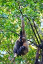 A white female gibbon is holding a baby gibbon on the tree Royalty Free Stock Photo