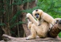 White female gibbon