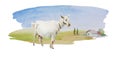 White female goat on simple watercolor landscape with meadows and lonely house with some trees. Horisontal rural illustration