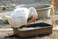 White female goose is stay and rest in garden