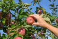 White female hand take ripe Red Fuji apples Royalty Free Stock Photo