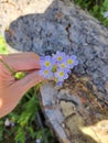 White Female Hand Holding a Cluster of Purple Flowers in a National Park in Wyoming, with a Cracked Fallen Tree Trunk and Grass Royalty Free Stock Photo