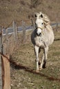 White female horse with yellow halter trotting near barbed wire fence
