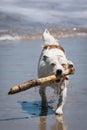 Jack Russell dog enjoying fun fetching a stick in the waves at a beach Royalty Free Stock Photo