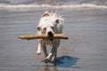 Jack Russell dog enjoying fun fetching a stick in the waves at a beach Royalty Free Stock Photo