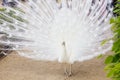White female peacock in Vienna gardens Royalty Free Stock Photo