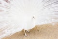 White female peacock in Wallenstein Garden