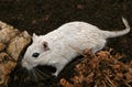 White female rodent outdoors