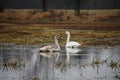 White female swan with a brood of small swans on the lake