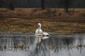 White female swan with a brood of small swans on the lake