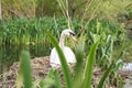 A white female swan resting on her nest next to a lake and surrounded by grass in Figgate Park in Edinburgh, Scotland Royalty Free Stock Photo