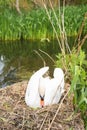 A white female swan resting on its nest next to a lake and surrounded by grass in Figgate Park in Edinburgh, Scotland