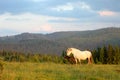 A white female of wild horse gave birth to a young newborn foal horses on a grassy meadow.