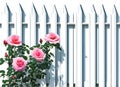 White fence with pink roses on a white background Royalty Free Stock Photo