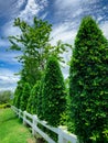 White fence with trimmed tree and blue sky and clouds. Fence of resort. Decorative plant. Beautiful garden fence. Green tree fence Royalty Free Stock Photo