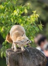 White Fennec fox or Desert fox with big ear