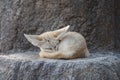 White Fennec fox or Desert fox with big ear