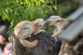 White Fennec fox or Desert fox with big ear