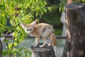 White Fennec fox or Desert fox with big ear