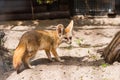 White Fennec fox or Desert fox with big ear