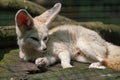 White Fennec Fox resting in her enclosure