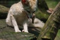 White Fennec Fox resting in her enclosure