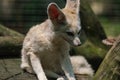 White Fennec Fox resting in her enclosure