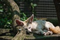 White Fennec Fox resting in her enclosure