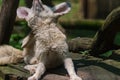 White Fennec Fox scratching herself in her enclosure