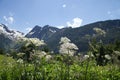 White feral flowers in mountains