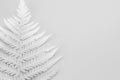 White fern frond on a white backdrop - snowy leaf background