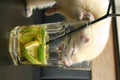 white Ferret with drink